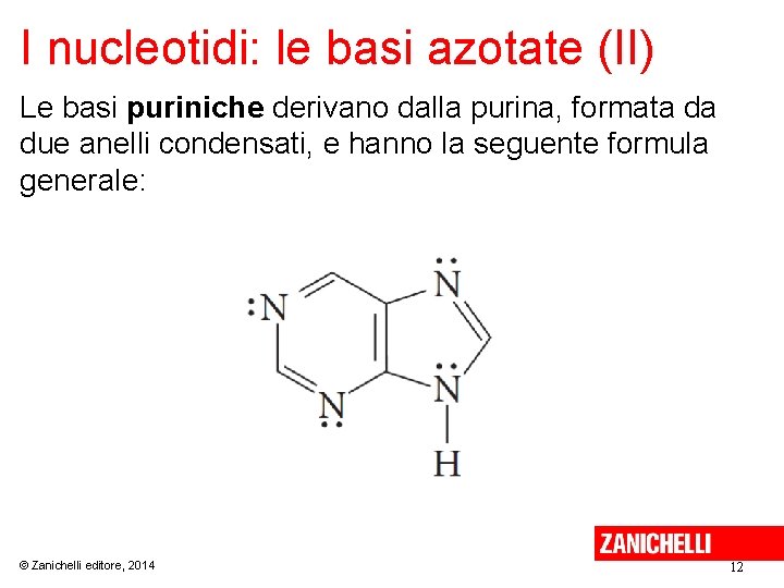 I nucleotidi: le basi azotate (II) Le basi puriniche derivano dalla purina, formata da