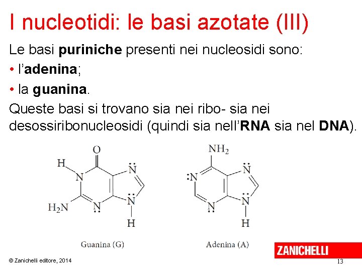 I nucleotidi: le basi azotate (III) Le basi puriniche presenti nei nucleosidi sono: •