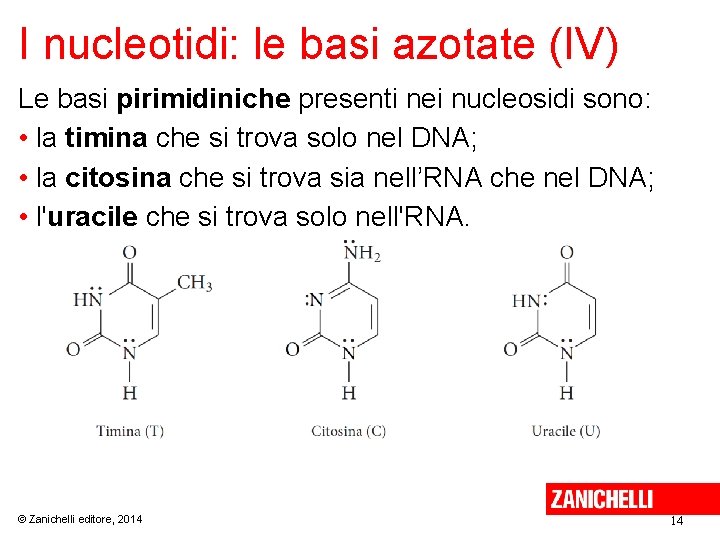 I nucleotidi: le basi azotate (IV) Le basi pirimidiniche presenti nei nucleosidi sono: •
