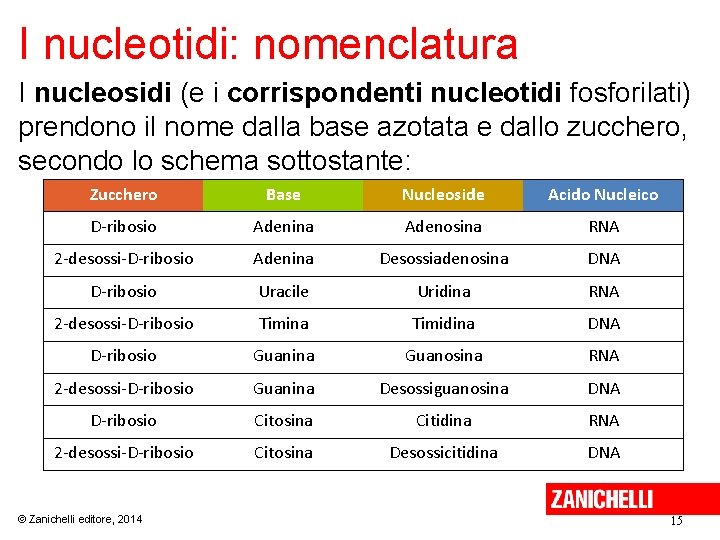 I nucleotidi: nomenclatura I nucleosidi (e i corrispondenti nucleotidi fosforilati) prendono il nome dalla