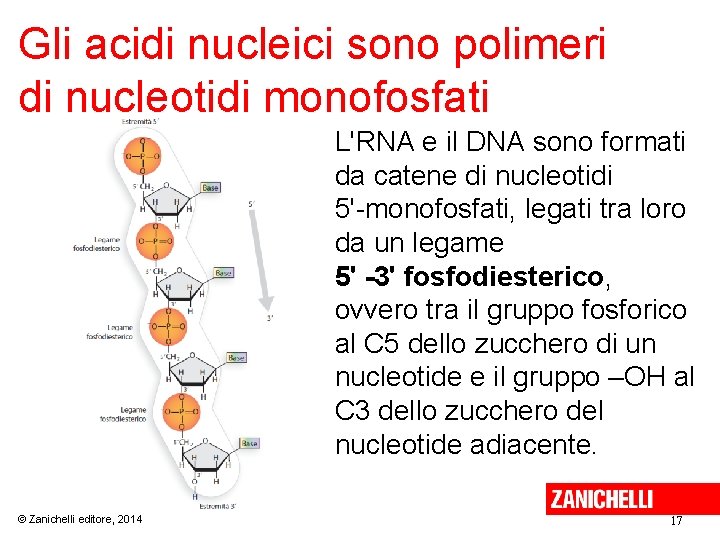 Gli acidi nucleici sono polimeri di nucleotidi monofosfati L'RNA e il DNA sono formati