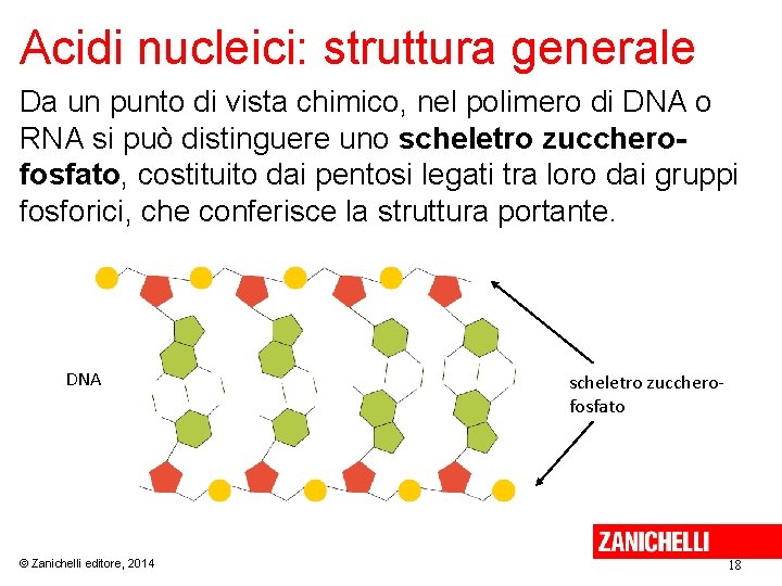 Acidi nucleici: struttura generale Da un punto di vista chimico, nel polimero di DNA