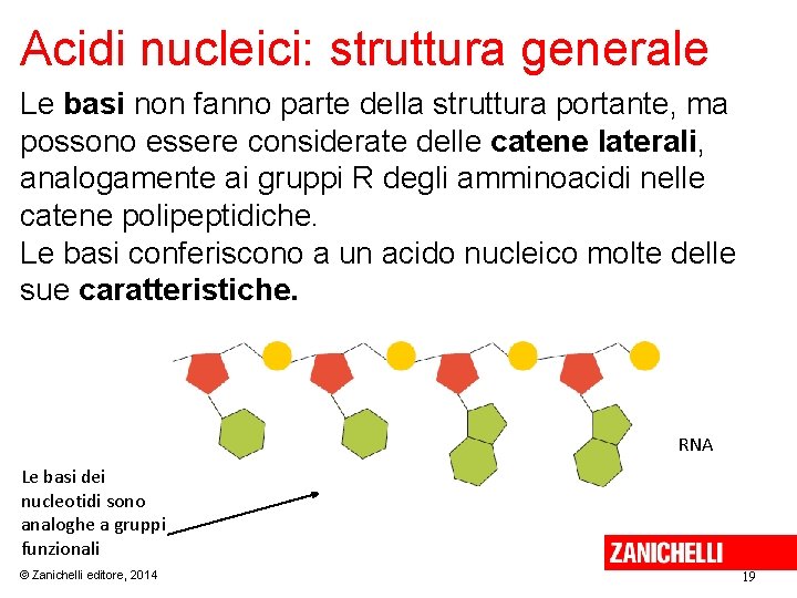 Acidi nucleici: struttura generale Le basi non fanno parte della struttura portante, ma possono