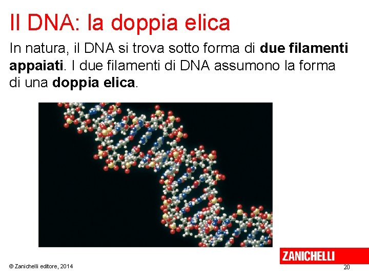 Il DNA: la doppia elica In natura, il DNA si trova sotto forma di
