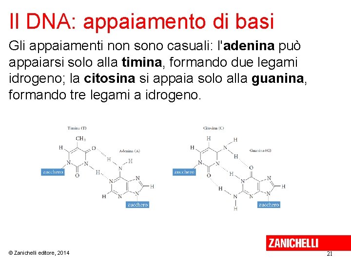 Il DNA: appaiamento di basi Gli appaiamenti non sono casuali: l'adenina può appaiarsi solo