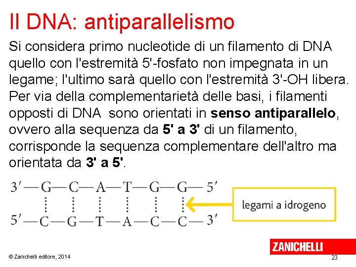 Il DNA: antiparallelismo Si considera primo nucleotide di un filamento di DNA quello con