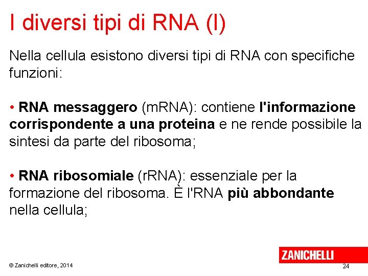 I diversi tipi di RNA (I) Nella cellula esistono diversi tipi di RNA con