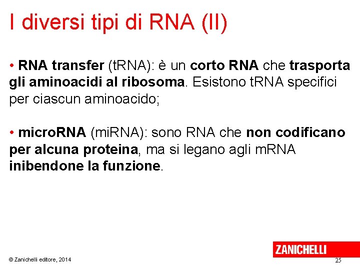 I diversi tipi di RNA (II) • RNA transfer (t. RNA): è un corto