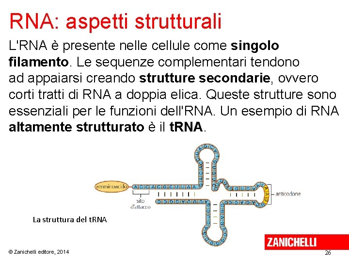 RNA: aspetti strutturali L'RNA è presente nelle cellule come singolo filamento. Le sequenze complementari