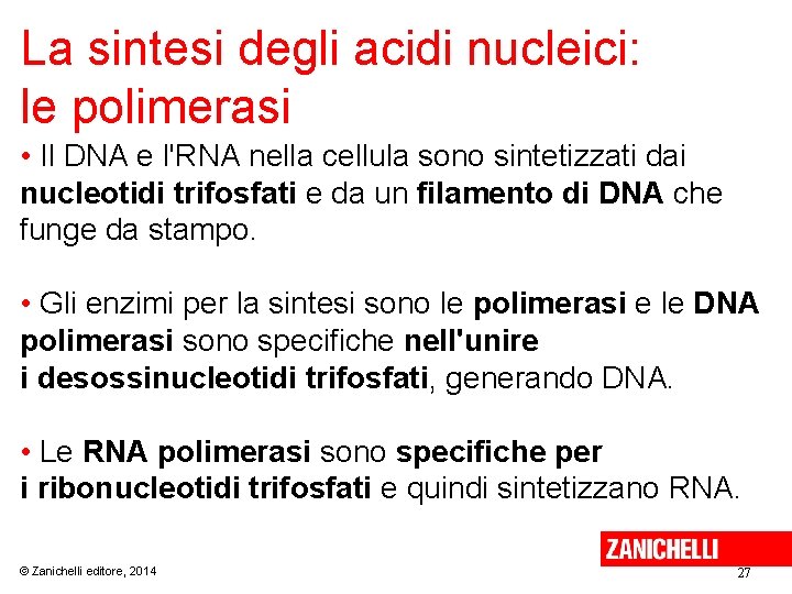 La sintesi degli acidi nucleici: le polimerasi • Il DNA e l'RNA nella cellula