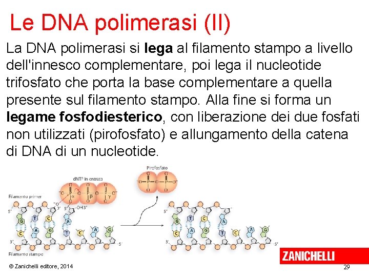 Le DNA polimerasi (II) La DNA polimerasi si lega al filamento stampo a livello