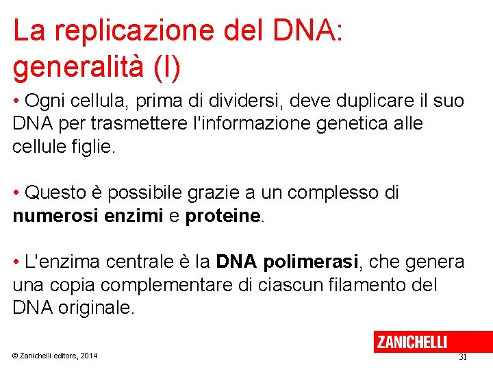 La replicazione del DNA: generalità (I) • Ogni cellula, prima di dividersi, deve duplicare