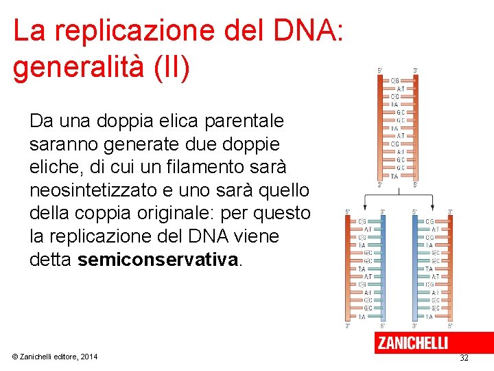 La replicazione del DNA: generalità (II) Da una doppia elica parentale saranno generate due