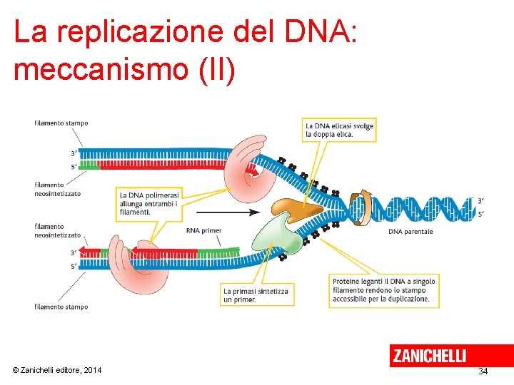 La replicazione del DNA: meccanismo (II) © Zanichelli editore, 2014 34 