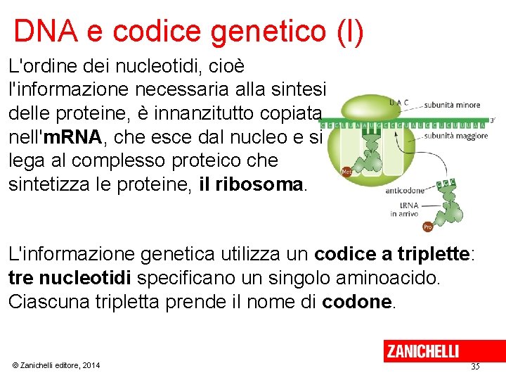 DNA e codice genetico (I) L'ordine dei nucleotidi, cioè l'informazione necessaria alla sintesi delle