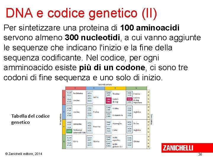DNA e codice genetico (II) Per sintetizzare una proteina di 100 aminoacidi servono almeno