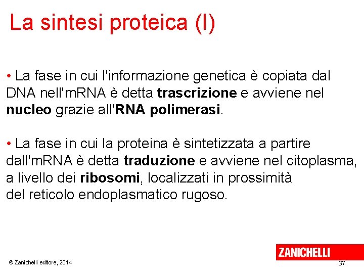 La sintesi proteica (I) • La fase in cui l'informazione genetica è copiata dal