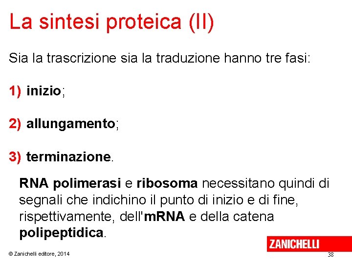 La sintesi proteica (II) Sia la trascrizione sia la traduzione hanno tre fasi: 1)