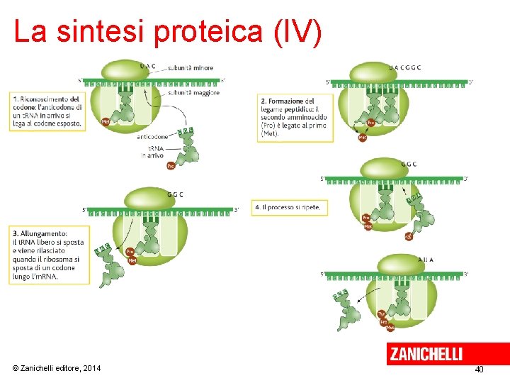 La sintesi proteica (IV) © Zanichelli editore, 2014 40 