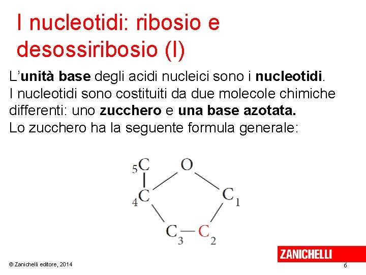 I nucleotidi: ribosio e desossiribosio (I) L’unità base degli acidi nucleici sono i nucleotidi.
