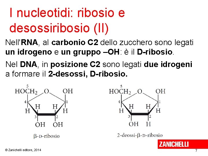 I nucleotidi: ribosio e desossiribosio (II) Nell'RNA, al carbonio C 2 dello zucchero sono