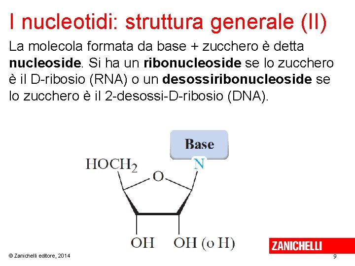 I nucleotidi: struttura generale (II) La molecola formata da base + zucchero è detta