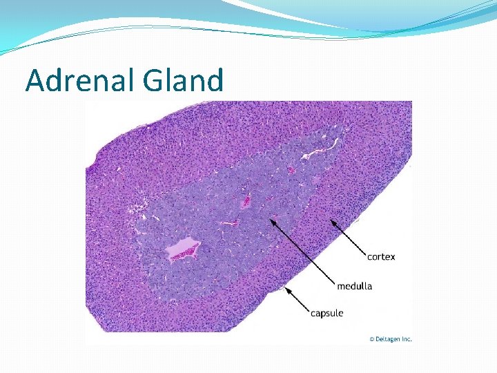 Adrenal Gland 