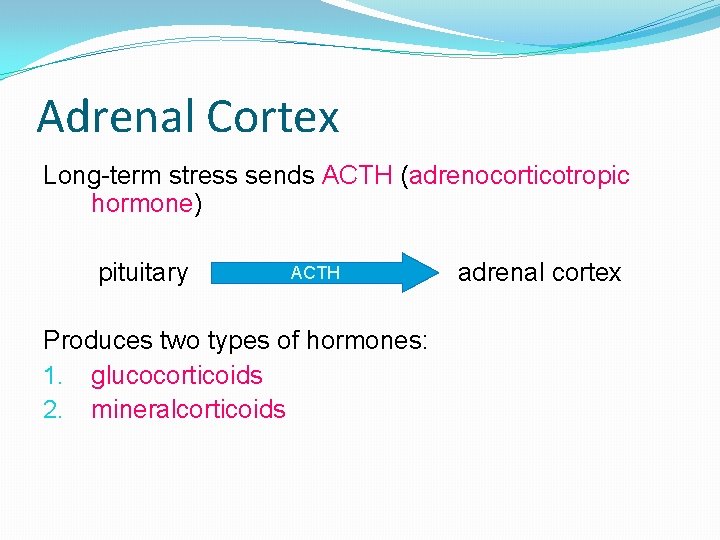 Adrenal Cortex Long-term stress sends ACTH (adrenocorticotropic hormone) pituitary ACTH Produces two types of