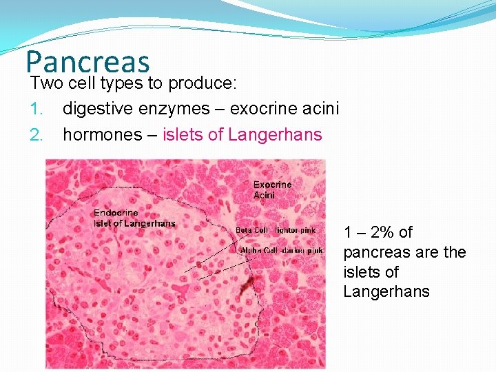 Pancreas Two cell types to produce: 1. 2. digestive enzymes – exocrine acini hormones