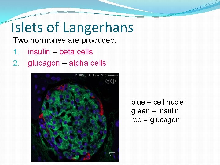 Islets of Langerhans Two hormones are produced: 1. insulin – beta cells 2. glucagon