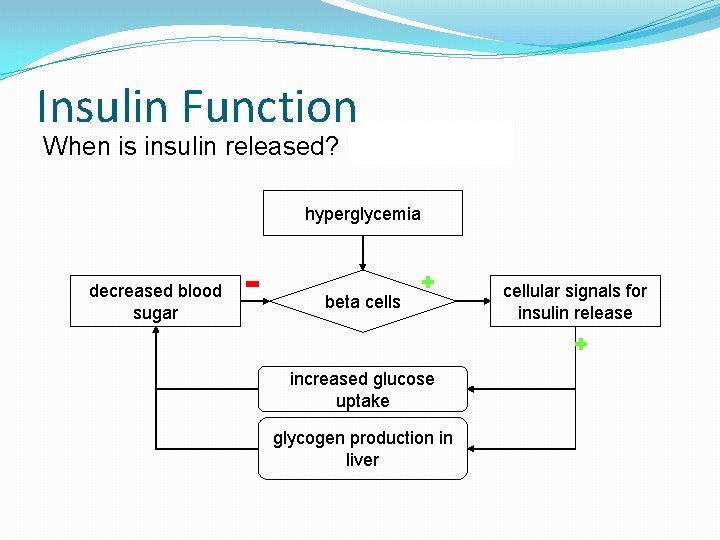 Insulin Function When is insulin released? after eating hyperglycemia decreased blood sugar beta cells