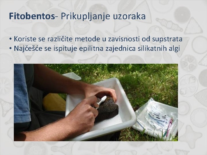 Fitobentos- Prikupljanje uzoraka • Koriste se različite metode u zavisnosti od supstrata • Najčešće