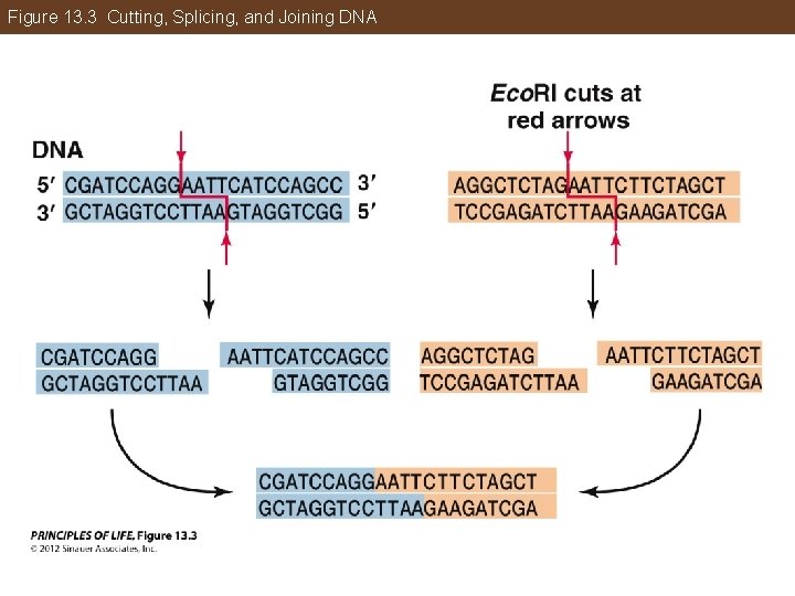 Figure 13. 3 Cutting, Splicing, and Joining DNA 