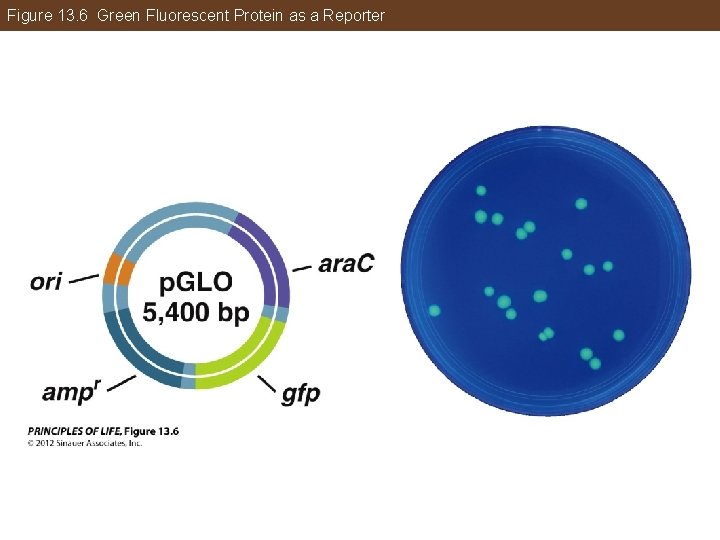 Figure 13. 6 Green Fluorescent Protein as a Reporter 
