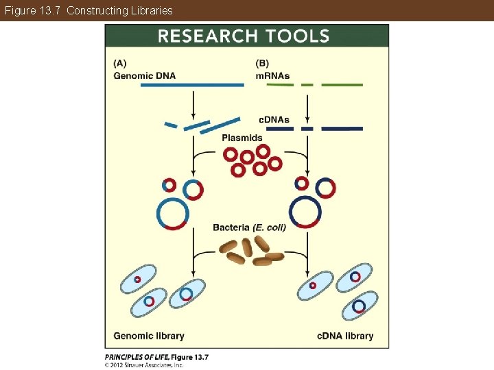 Figure 13. 7 Constructing Libraries 