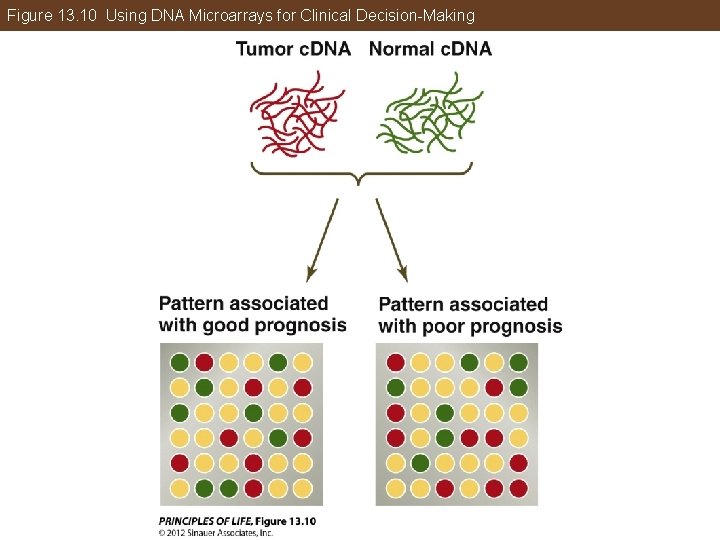 Figure 13. 10 Using DNA Microarrays for Clinical Decision-Making 