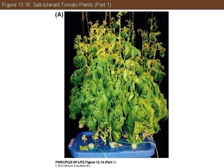 Figure 13. 16 Salt-tolerant Tomato Plants (Part 1) 