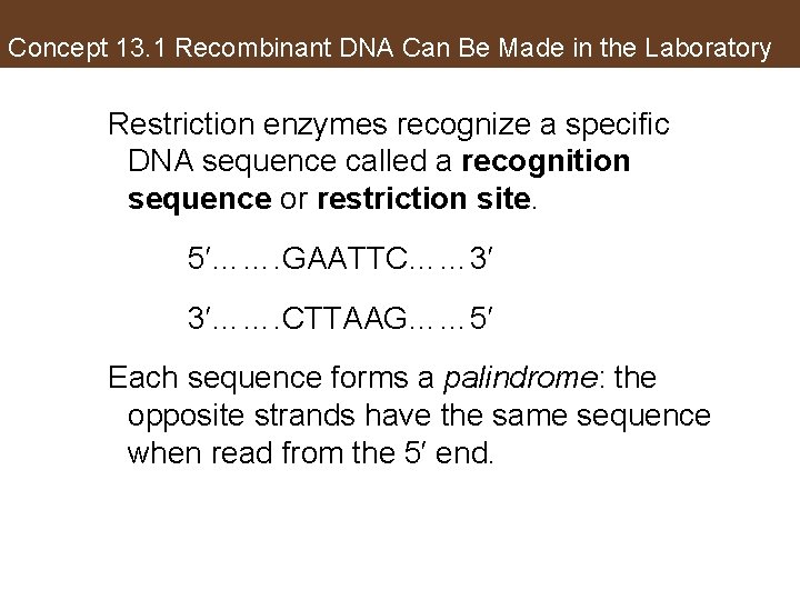 Concept 13. 1 Recombinant DNA Can Be Made in the Laboratory Restriction enzymes recognize