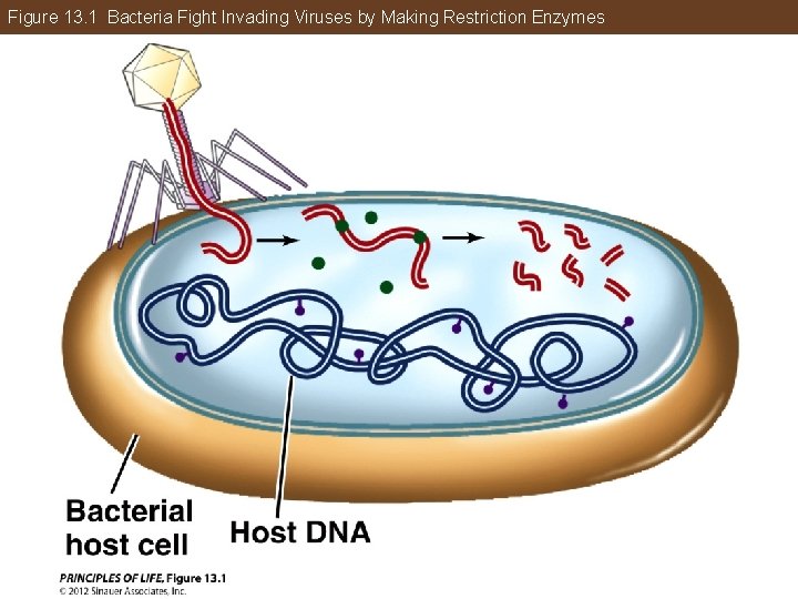 Figure 13. 1 Bacteria Fight Invading Viruses by Making Restriction Enzymes 