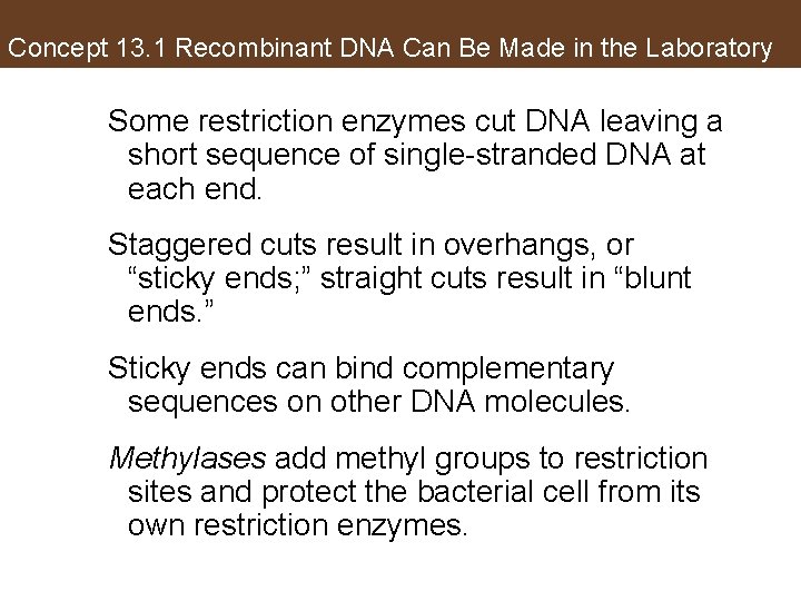 Concept 13. 1 Recombinant DNA Can Be Made in the Laboratory Some restriction enzymes