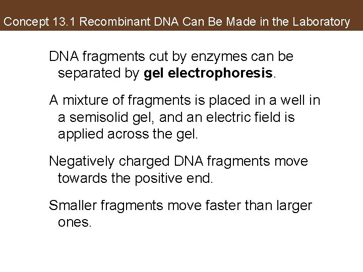 Concept 13. 1 Recombinant DNA Can Be Made in the Laboratory DNA fragments cut