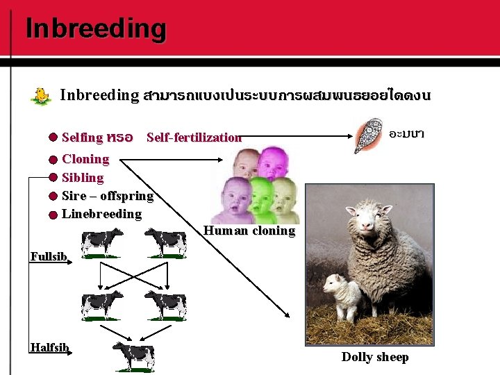 Inbreeding สามารถแบงเปนระบบการผสมพนธยอยไดดงน Selfing หรอ Self-fertilization อะมบา Cloning Sibling Sire – offspring Linebreeding Human cloning