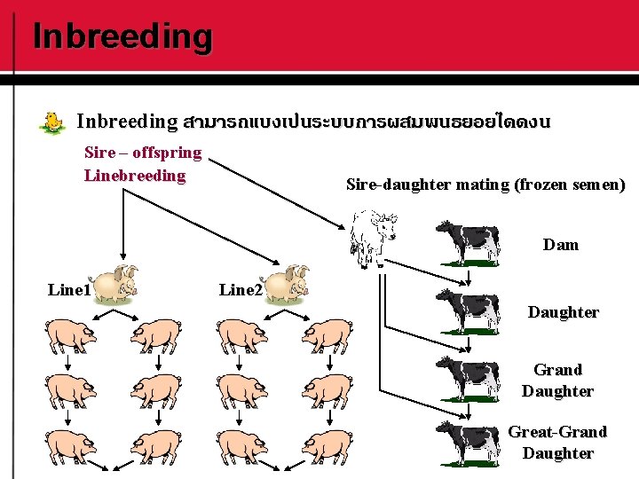 Inbreeding สามารถแบงเปนระบบการผสมพนธยอยไดดงน Sire – offspring Linebreeding Sire-daughter mating (frozen semen) Dam Line 1 Line