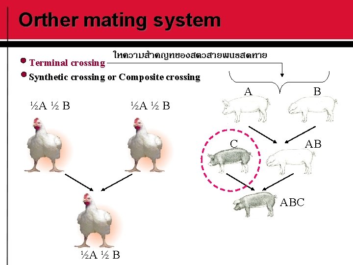 Orther mating system ใหความสำคญทของสตวสายพนธสดทาย Terminal crossing Synthetic crossing or Composite crossing A ½A ½