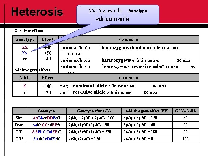 Heterosis XX, Xx, xx เปน Genotype รปแบบใดๆกได Genotype effects Genotype Effect XX Xx xx