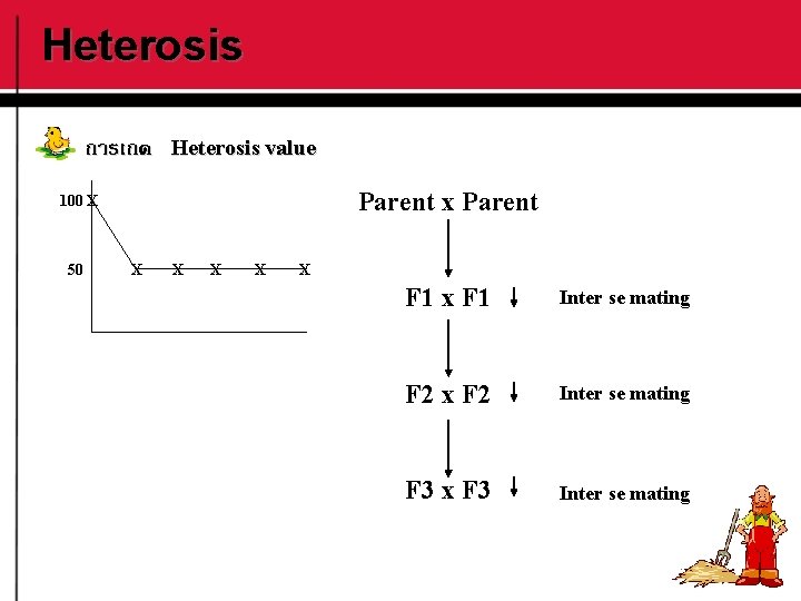 Heterosis การเกด Heterosis value Parent x Parent 100 X 50 X X X F