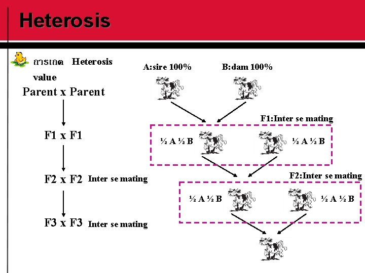 Heterosis การเกด Heterosis value A: sire 100% B: dam 100% Parent x Parent F