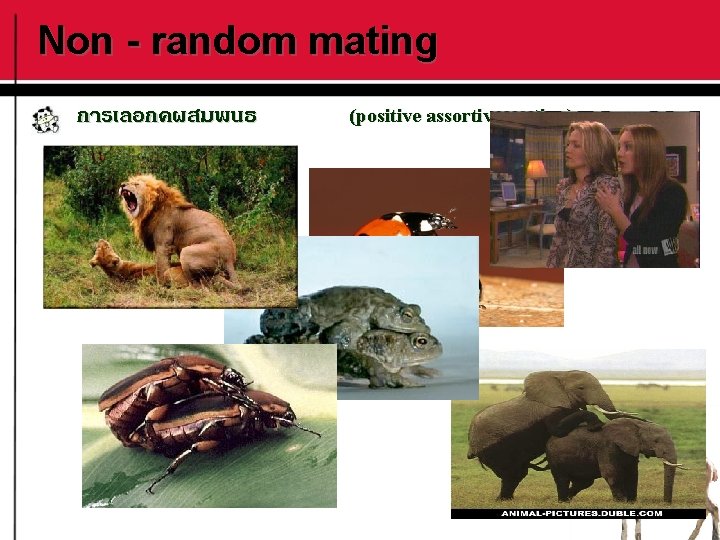 Non - random mating การเลอกคผสมพนธ (positive assortive mating) 