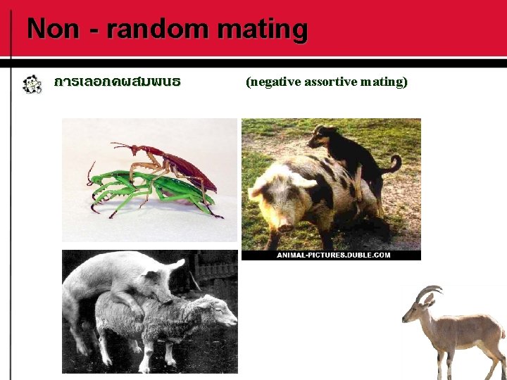 Non - random mating การเลอกคผสมพนธ (negative assortive mating) 