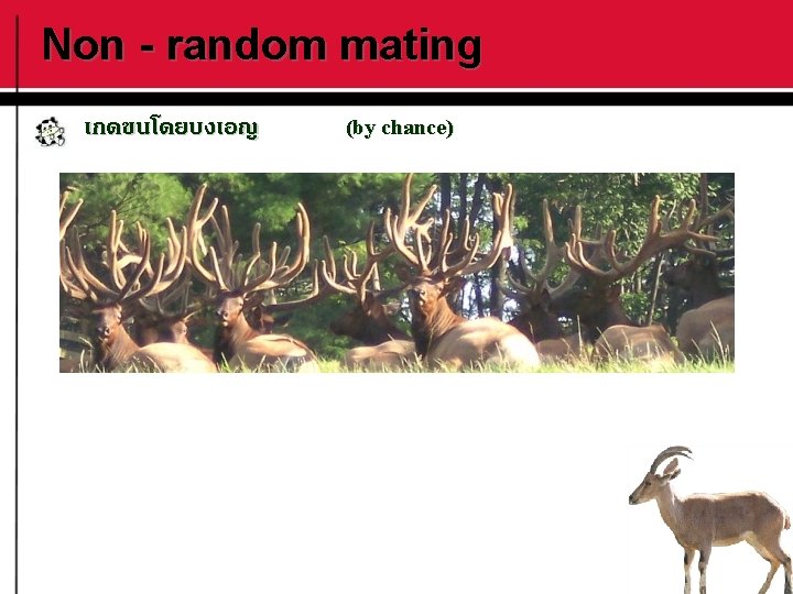 Non - random mating เกดขนโดยบงเอญ (by chance) 